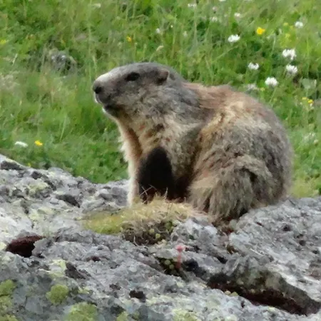 Haus Schuchter Pfunds