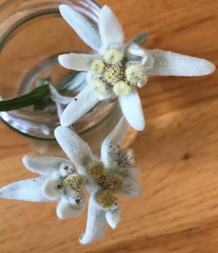 招待所 Haus Schuchter 4*