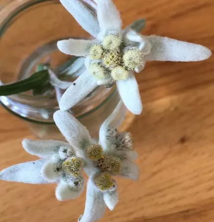 Konukevi Haus Schuchter 4*